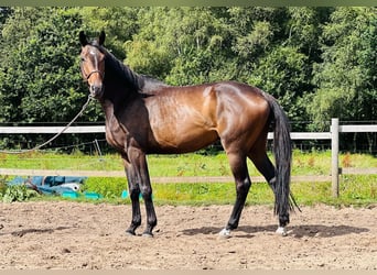 Hannoveraner, Wallach, 4 Jahre, 174 cm, Dunkelbrauner
