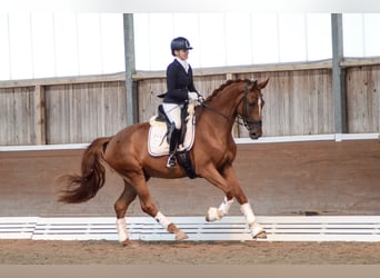 Hannoveraner, Wallach, 4 Jahre, 174 cm, Fuchs