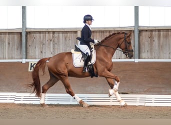 Hannoveraner, Wallach, 4 Jahre, 174 cm, Fuchs