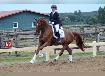 Hannoveraner, Wallach, 4 Jahre, 174 cm, Fuchs