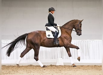 Hannoveraner, Wallach, 4 Jahre, 174 cm, Fuchs