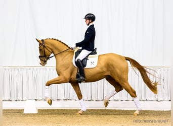 Hannoveraner, Wallach, 4 Jahre, 174 cm, Fuchs