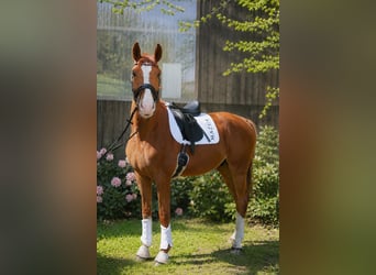 Hannoveraner, Wallach, 4 Jahre, 174 cm, Fuchs