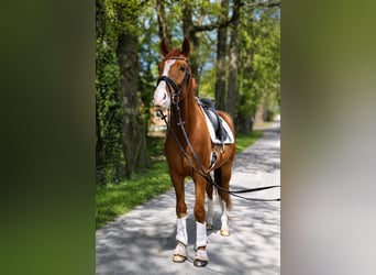 Hannoveraner, Wallach, 4 Jahre, 174 cm, Fuchs