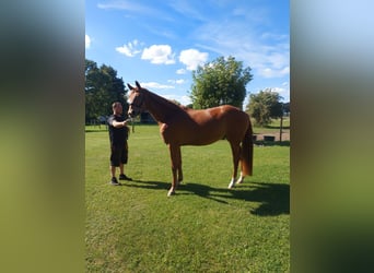 Hannoveraner, Wallach, 4 Jahre, 174 cm, Fuchs