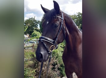 Hannoveraner, Wallach, 4 Jahre, 174 cm, Rappe