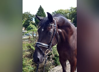 Hannoveraner, Wallach, 4 Jahre, 174 cm, Rappe