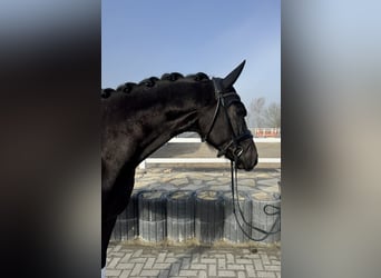 Hannoveraner, Wallach, 4 Jahre, 174 cm, Rappe