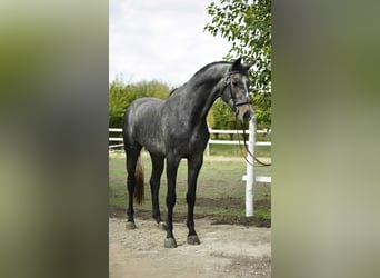 Hannoveraner, Wallach, 4 Jahre, 175 cm, Apfelschimmel