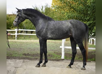 Hannoveraner, Wallach, 4 Jahre, 175 cm, Apfelschimmel
