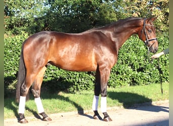 Hannoveraner, Wallach, 4 Jahre, 175 cm, Brauner