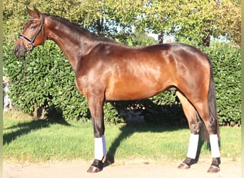 Hannoveraner, Wallach, 4 Jahre, 175 cm, Brauner