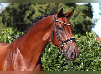 Hannoveraner, Wallach, 4 Jahre, 175 cm, Brauner
