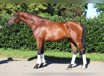 Hannoveraner, Wallach, 4 Jahre, 175 cm, Brauner