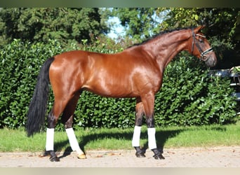 Hannoveraner, Wallach, 4 Jahre, 175 cm, Brauner