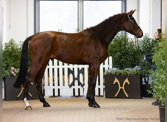 Hannoveraner, Wallach, 4 Jahre, 175 cm, Brauner