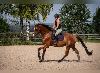 Hannoveraner, Wallach, 4 Jahre, 175 cm, Brauner