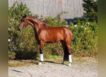 Hannoveraner, Wallach, 4 Jahre, 175 cm