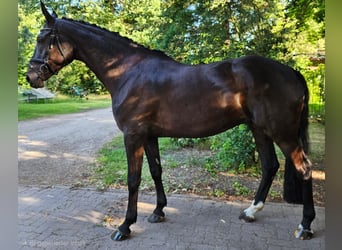Hannoveraner, Wallach, 4 Jahre, 175 cm, Dunkelbrauner