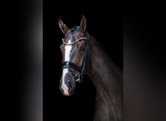 Hannoveraner, Wallach, 4 Jahre, 175 cm, Dunkelbrauner