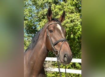 Hannoveraner, Wallach, 4 Jahre, 175 cm, Dunkelfuchs