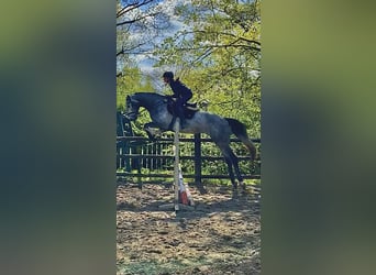 Hannoveraner, Wallach, 4 Jahre, 175 cm
