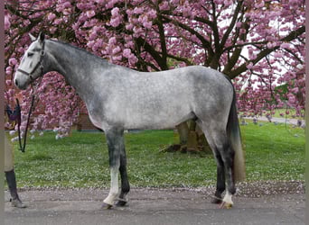 Hannoveraner, Wallach, 4 Jahre, 175 cm