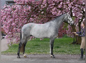 Hannoveraner, Wallach, 4 Jahre, 175 cm