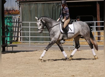 Hannoveraner, Wallach, 4 Jahre, 175 cm