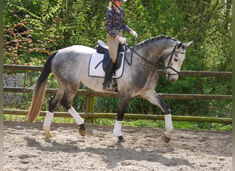 Hannoveraner, Wallach, 4 Jahre, 175 cm