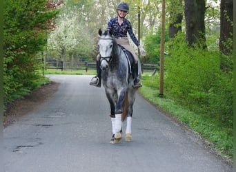 Hannoveraner, Wallach, 4 Jahre, 175 cm
