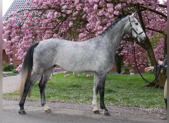 Hannoveraner, Wallach, 4 Jahre, 175 cm