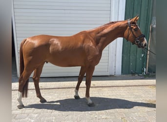 Hannoveraner, Wallach, 4 Jahre, 175 cm, Fuchs