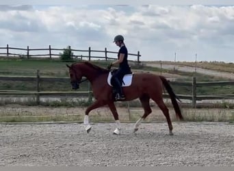 Hannoveraner, Wallach, 4 Jahre, 175 cm, Fuchs