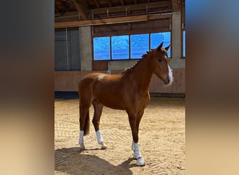 Hannoveraner, Wallach, 4 Jahre, 175 cm, Fuchs