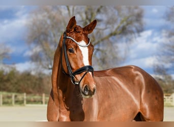 Hannoveraner, Wallach, 4 Jahre, 175 cm, Fuchs