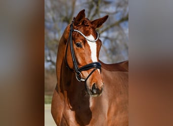 Hannoveraner, Wallach, 4 Jahre, 175 cm, Fuchs