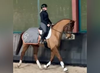 Hannoveraner, Wallach, 4 Jahre, 175 cm, Fuchs