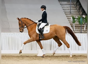 Hannoveraner, Wallach, 4 Jahre, 175 cm, Fuchs