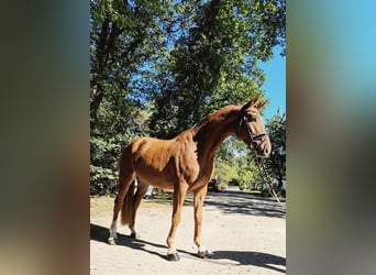 Hannoveraner, Wallach, 4 Jahre, 175 cm, Fuchs