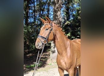 Hannoveraner, Wallach, 4 Jahre, 175 cm, Fuchs