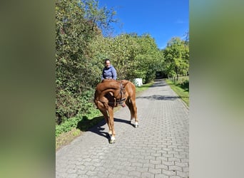 Hannoveraner, Wallach, 4 Jahre, 175 cm, Fuchs