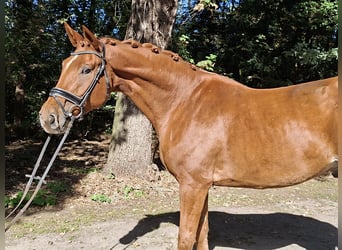Hannoveraner, Wallach, 4 Jahre, 175 cm, Fuchs