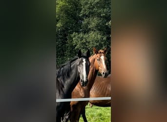 Hannoveraner, Wallach, 4 Jahre, 175 cm, Rappe