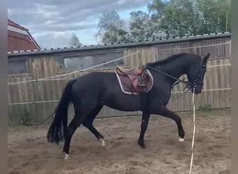 Hannoveraner, Wallach, 4 Jahre, 175 cm, Rappe