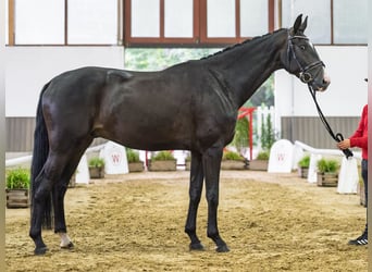 Hannoveraner, Wallach, 4 Jahre, 175 cm, Rappe