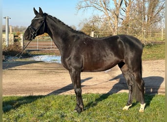 Hannoveraner, Wallach, 4 Jahre, 175 cm, Rappe