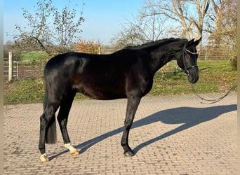 Hannoveraner, Wallach, 4 Jahre, 175 cm, Rappe