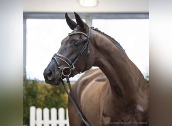 Hannoveraner, Wallach, 4 Jahre, 175 cm, Rappe