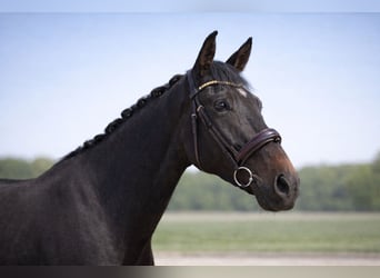 Hannoveraner, Wallach, 4 Jahre, 175 cm, Schwarzbrauner